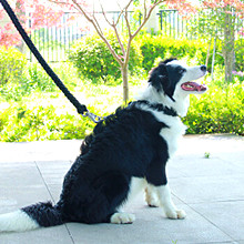 Caminando 7 la cuerda de Paracord del paracaídas 550 de los filamentos 100 pies 2